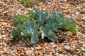 Sea Kale [Crambe maritima ] Royalty Free Stock Photo