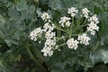 Sea kale Crambe maritima Royalty Free Stock Photo