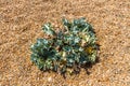 Sea Kale growing on pebble beach. Royalty Free Stock Photo