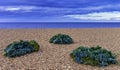 Sea Kale Crambe maritima plants growing on the beach in Dorset, UK