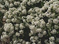 Sea Kale or Crambe maritima white flowers in sand. Green halophytic flowering cabbage plant grows along coast Royalty Free Stock Photo