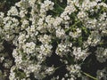 Sea Kale or Crambe maritima white flowers in sand. Green halophytic flowering cabbage plant grows along coast Royalty Free Stock Photo