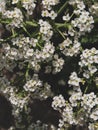 Sea Kale or Crambe maritima white flowers in sand. Green halophytic flowering cabbage plant grows along coast Royalty Free Stock Photo