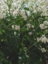 Sea Kale or Crambe maritima white flowers in sand. Green halophytic flowering cabbage plant grows along coast Royalty Free Stock Photo