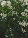 Sea Kale or Crambe maritima white flowers in sand. Green halophytic flowering cabbage plant grows along coast Royalty Free Stock Photo