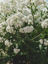 Sea Kale or Crambe maritima white flowers in sand. Green halophytic flowering cabbage plant grows along coast Royalty Free Stock Photo