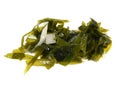 Sea kale isolated on white background Royalty Free Stock Photo