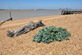 Sea Kale and Log on Beach, Felixstowe Royalty Free Stock Photo