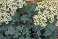 Sea Kale, Suffolk Beach Royalty Free Stock Photo