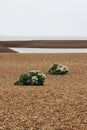 Sea Kale, Suffolk Beach Royalty Free Stock Photo