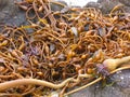 Sea kelp on the beach, Pacific Grove, California