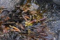 Sea Kelp Collects Among Rocks at the Seashore Royalty Free Stock Photo