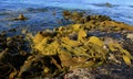 Sea kelp washed on rocks on Tasmania East Coast Royalty Free Stock Photo