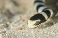 Sea krait Laticauda laticaudata Royalty Free Stock Photo