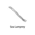 sea lamprey icon. Element of marine life for mobile concept and web apps. Thin line sea lamprey icon can be used for web and mobil