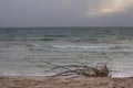 Sea landscape with dry branches on the Black Sea coast. Pomorie resort, Bulgaria.