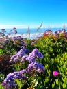 Sea lavender at Sea Grove Park Royalty Free Stock Photo