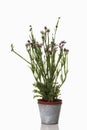 Sea lavender (Limonium) in flower pot Royalty Free Stock Photo