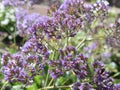 Limonium perezii sea lavender flowers closeup