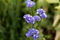 Sea lavender Limonium sinuatum