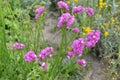 Sea Lavender Limonium sinuatum.Perez` s sea lavender, seafoam statice Royalty Free Stock Photo