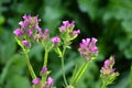 Sea Lavender Limonium sinuatum.Perez` s sea lavender, seafoam statice