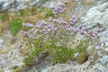 Sea lavender - Limonium vulgare flower Plumbaginaceae; Caryophyllales blooming in july at salt-rich sea coasts in the wadden sea