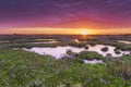 Sea Lavender Sunrise Royalty Free Stock Photo