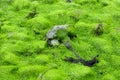 Sea Lettuce Algae