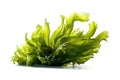 Sea Lettuce Algae On White Background. Generative AI Royalty Free Stock Photo