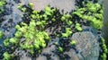 Sea Lettuce