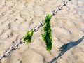 Sea lettuce leaves hanging on anchor chain on sand at low tide, Waddensea, Netherlands Royalty Free Stock Photo