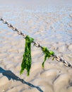 Sea lettuce leaves hanging on anchor chain on sand at low tide, Waddensea, Netherlands Royalty Free Stock Photo