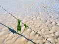 Sea lettuce leaves hanging on anchor chain on sand at low tide, Waddensea, Netherlands Royalty Free Stock Photo