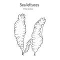 Sea lettuce ulva lactuca , edible seaweed Royalty Free Stock Photo