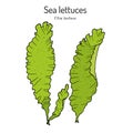 Sea lettuce ulva lactuca , edible seaweed Royalty Free Stock Photo