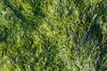 Sea lettuce Ulva lactuca Royalty Free Stock Photo