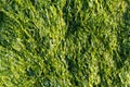 Sea lettuce Ulva lactuca Royalty Free Stock Photo