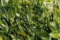 Sea lettuce Ulva lactuca