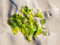 Sea lettuce, Ulva lactuca, plant on sand at low tide of Waddensea, Netherlands Royalty Free Stock Photo