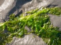 Sea lettuce, Ulva lactuca, on sand at low tide of Waddensea, Netherlands Royalty Free Stock Photo