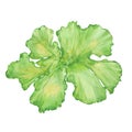 Watercolor sea lettuce