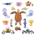 Sea life animals watercolor set. Hand drawn turtle, crab, coral fish, seahorse, jellyfish illustrations. Bright coral