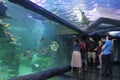Sea Life Aquarium in Sydney New South Wales Australia