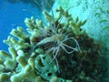 Sea life - a baby lionfish Royalty Free Stock Photo