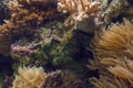 Sea life background with anemones and corals Royalty Free Stock Photo