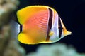 Sea life exotic tropical coral reef copperband butterfly fish. Neural network AI generated Royalty Free Stock Photo