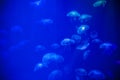 Sea life, a group of white jellyfish floating in a clear water tank. Tender photo, marine background Royalty Free Stock Photo