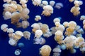 Sea life, group of white-spot jellyfish floating in a clear water tank Royalty Free Stock Photo