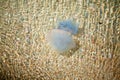 Closeup shot of Sea life with jellyfish underwater in blue sea with sandy bottom.